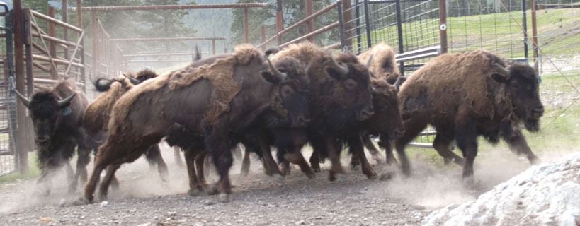 Bison Yearlings on the run Spring Brook Ranch